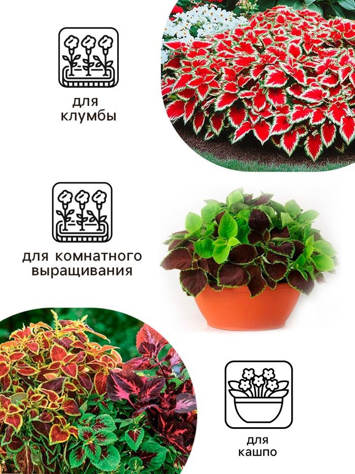offer image