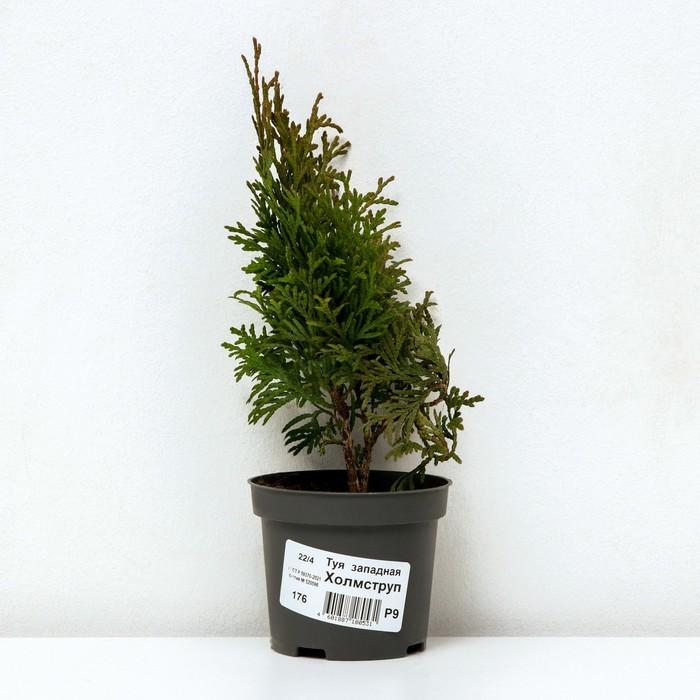 offer image