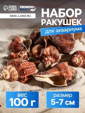 image for offer named Набор ракушек, 5 - 7 см, 100 г