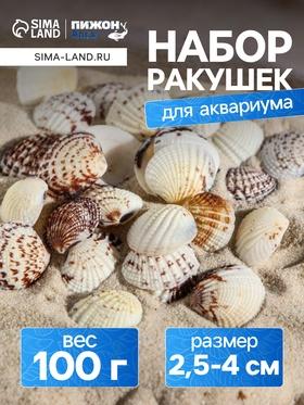 image for offer named Набор ракушек, 2,5 - 4 см, 100 г