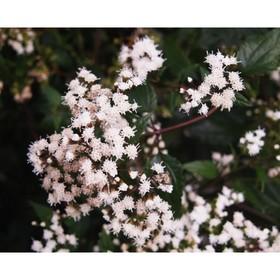 image for offer named Посконник морщинистый Чоколит, C3 горшок , 1 шт, Лето 2024